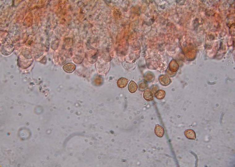 Cortinarius turgidus